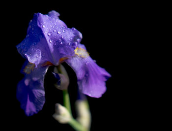 Close-up of purple flower against black background