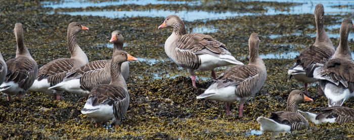 Greylag geese perching shore