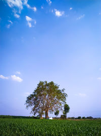 Tree on field against sky