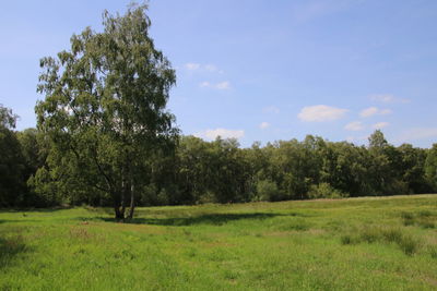 Trees on field against sky