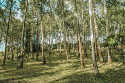 Trees in forest