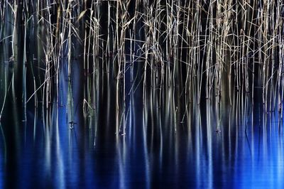 Dry plants in blue lake