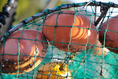 Close-up of fruits hanging on tree