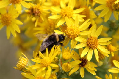 Close-up of honey bee pollinating on yellow flowers