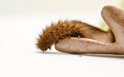 Close-up of caterpillar on white background