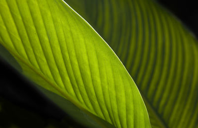 Close-up of leaf