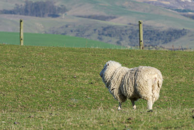 Sheep grazing on field