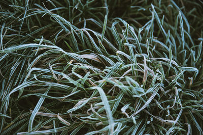 Full frame shot of frozen grass on field