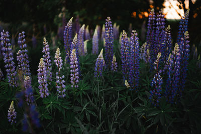 Close-up of purple flowering plants