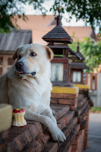 Portrait of a dog standing against building