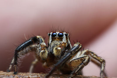 Close-up of spider