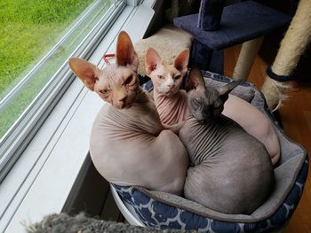 High angle view of 3 sphynx cats sitting by window