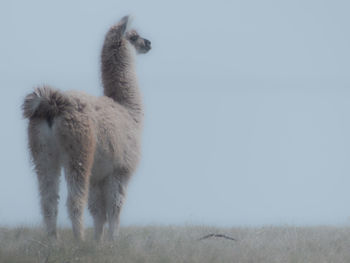 Llama of perú ,andes animals