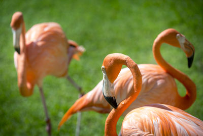 Close-up of bird on grass