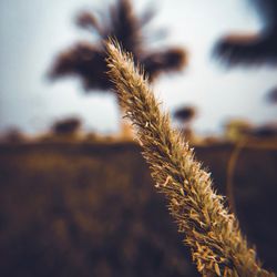 Close-up of wheat growing on field