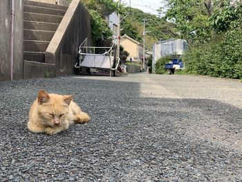 Cat relaxing on road