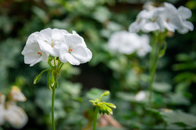 Close-up of white flowering plant