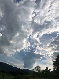 Low angle view of trees against sky