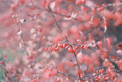 Close-up of red berries growing on tree