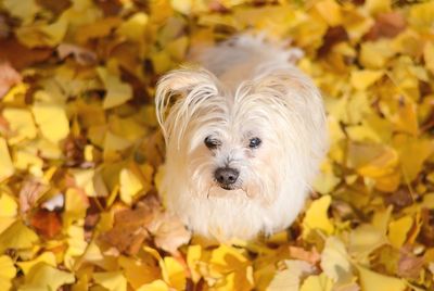 Close-up portrait of a dog