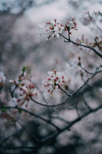 Low angle view of cherry blossoms