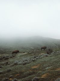 Side view of american bison on field during foggy weather