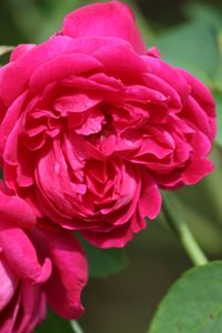 Close-up of pink rose flower