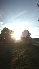 Trees on field against sky