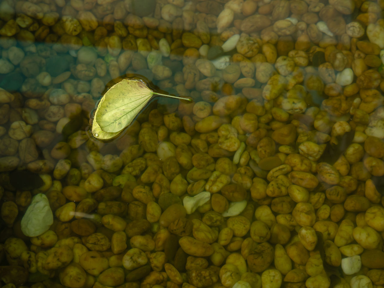 HIGH ANGLE VIEW OF GREEN LEAF FLOATING ON WATER