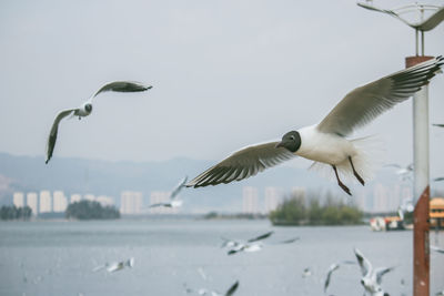 Seagulls flying in the sky