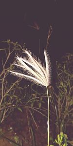 Close-up of plant at night