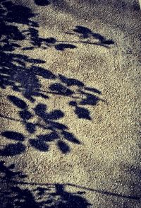 Close-up of shadow on sand