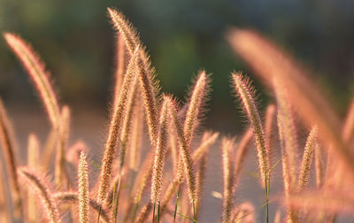 Close-up of stalks in field