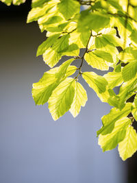 Close-up of green leaves on plant