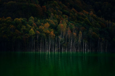 Scenic view of lake and forest in autumn