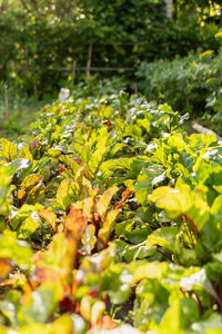plant