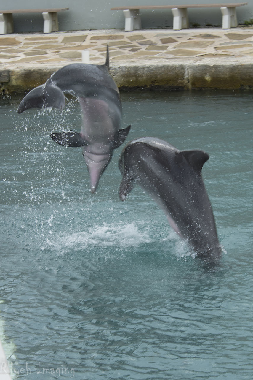 water, waterfront, motion, rippled, day, outdoors, nature, mammal, no people