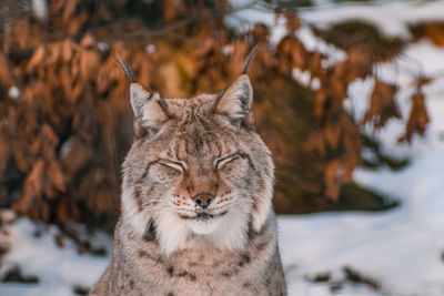 Close-up of a cat lying on snow