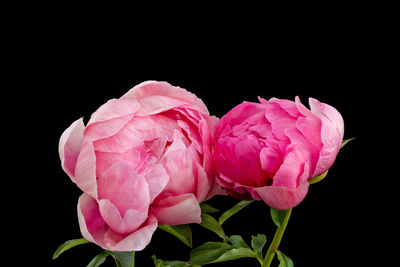 Close-up of pink rose against black background