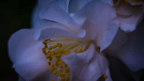 Close-up of flower against blurred background