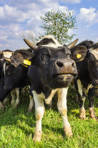 Portrait of an animal on field