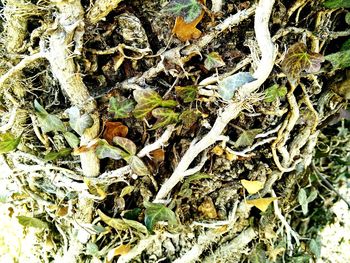 Close-up of tree trunk