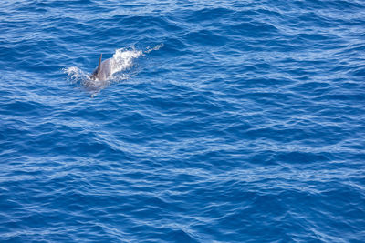 High angle view of whale swimming in sea