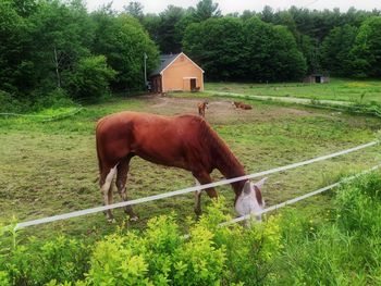 Horses grazing on field