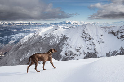 Dog on snow covered mountain