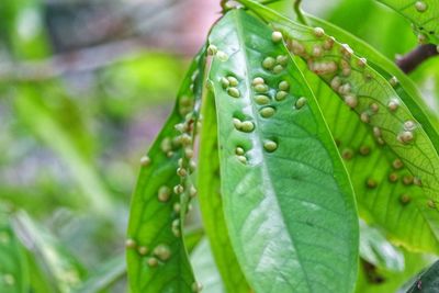 Close-up of green leaves