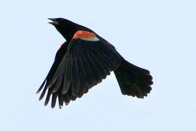 Low angle view of bird flying against the sky