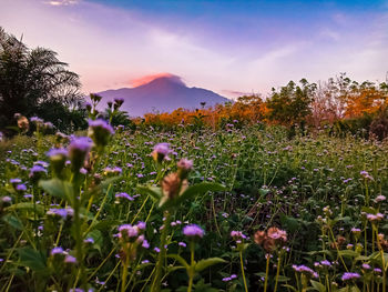 Purple flowering plants on field against sky