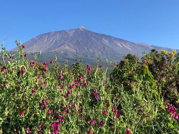 Scenic view of flowering plants against clear blue sky