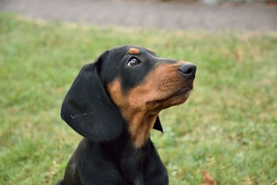 Dog looking away on field